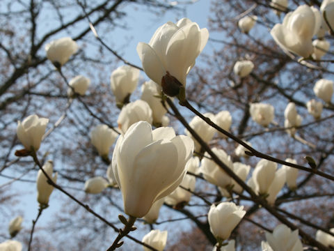 Magnolia heptapeta