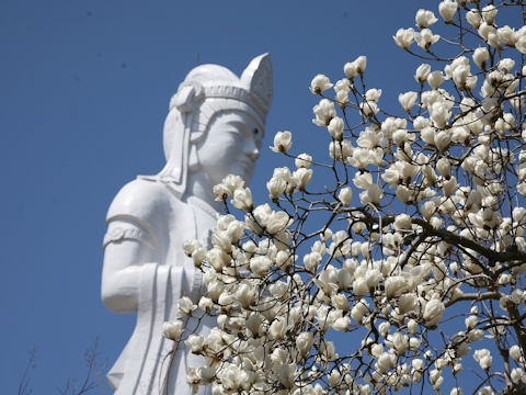 Magnolia heptapeta