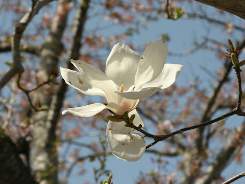 Magnolia heptapeta