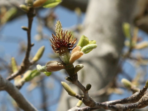 Magnolia heptapeta