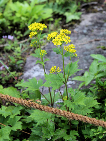 Patrinia triloba