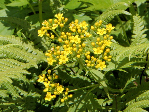 Patrinia triloba