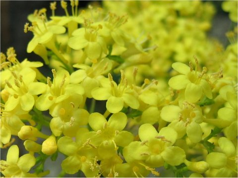 Patrinia triloba