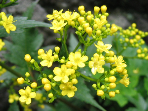 Patrinia triloba