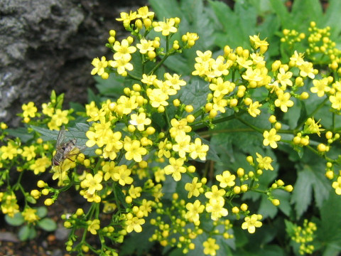 Patrinia triloba