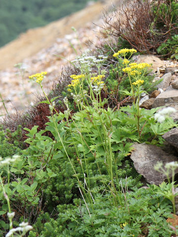 Patrinia triloba