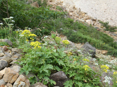 Patrinia triloba