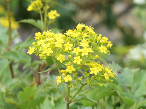 Patrinia triloba