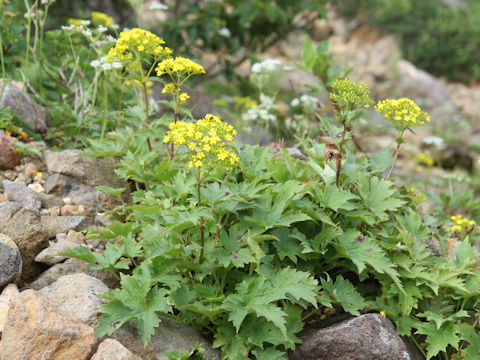 Patrinia triloba