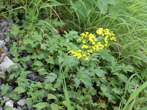 Patrinia triloba