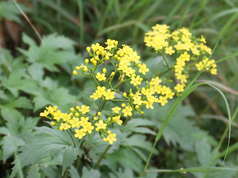 Patrinia triloba