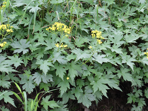 Patrinia triloba