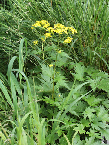 Patrinia triloba