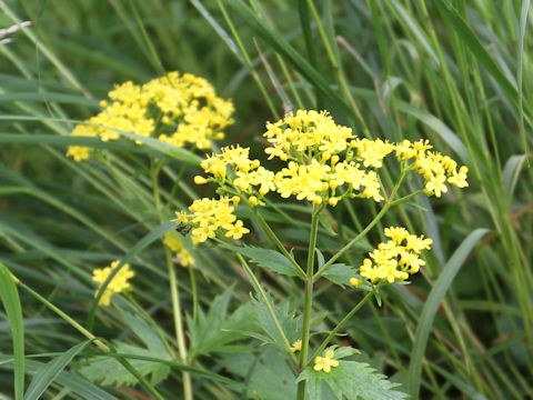 Patrinia triloba