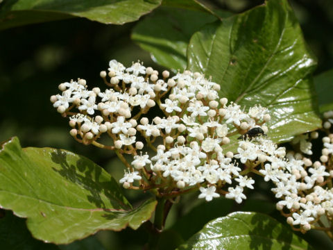 Viburnum japonicum