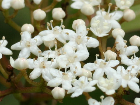 Viburnum japonicum