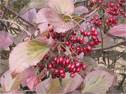 Viburnum japonicum