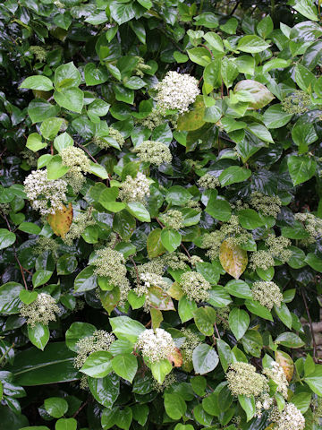 Viburnum japonicum