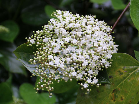 Viburnum japonicum