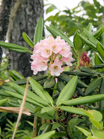 Rhododendron brachycarpum