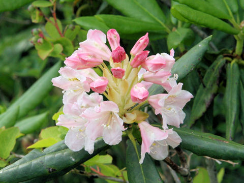 Rhododendron brachycarpum