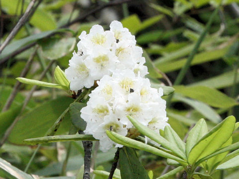 Rhododendron brachycarpum