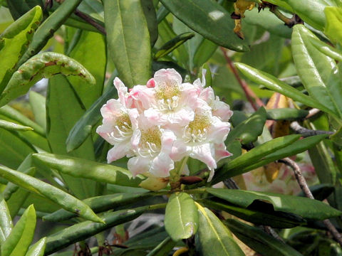 Rhododendron brachycarpum