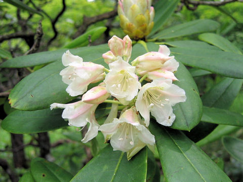 Rhododendron brachycarpum