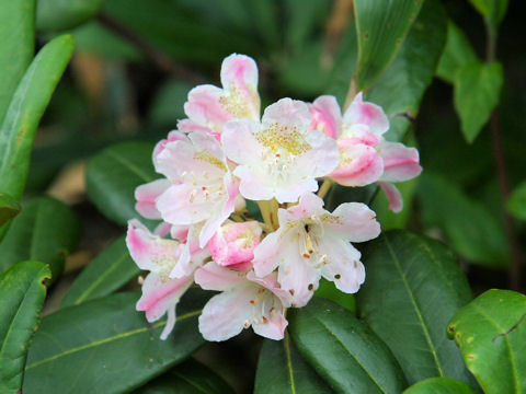 Rhododendron brachycarpum