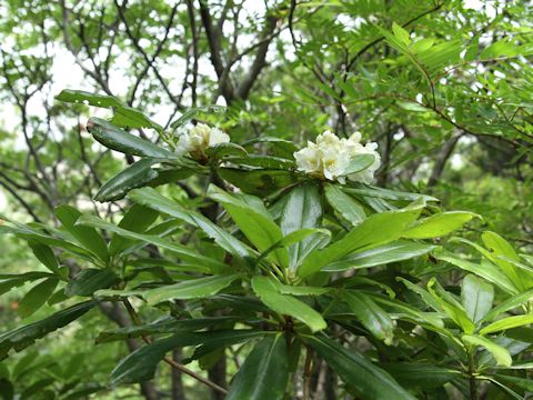 Rhododendron brachycarpum