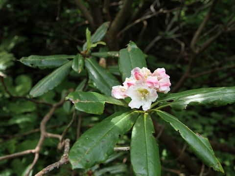 Rhododendron brachycarpum