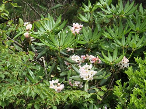 Rhododendron brachycarpum