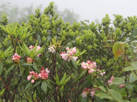 Rhododendron brachycarpum