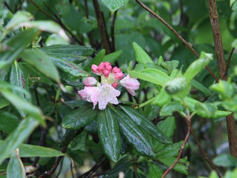 Rhododendron brachycarpum