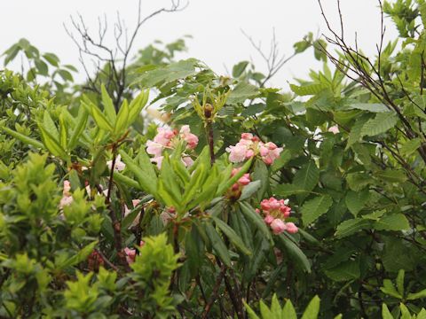 Rhododendron brachycarpum