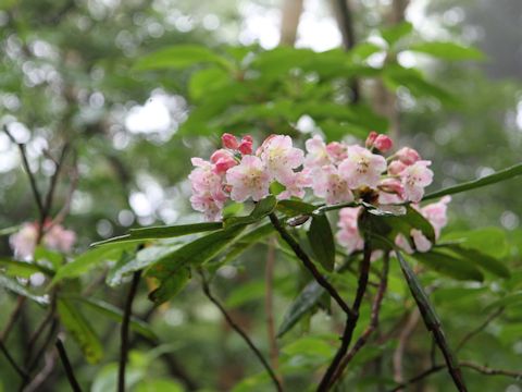 Rhododendron brachycarpum