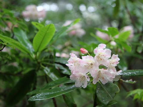 Rhododendron brachycarpum