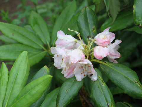 Rhododendron brachycarpum