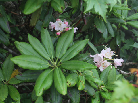 Rhododendron brachycarpum