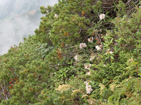 Rhododendron brachycarpum