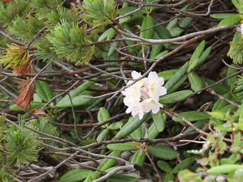 Rhododendron brachycarpum