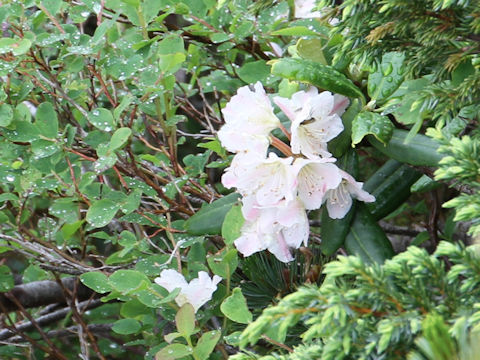 Rhododendron brachycarpum