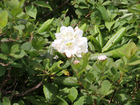 Rhododendron brachycarpum