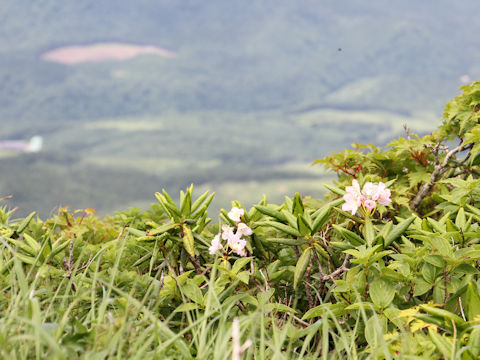 Rhododendron brachycarpum