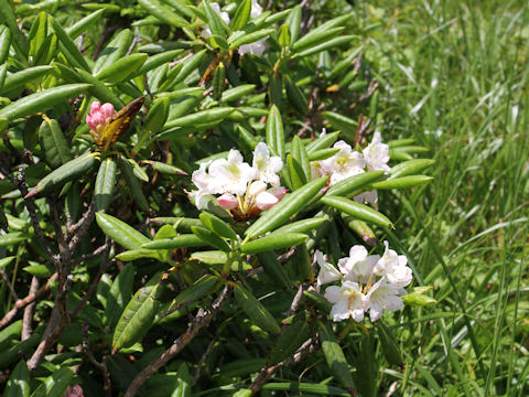 Rhododendron brachycarpum