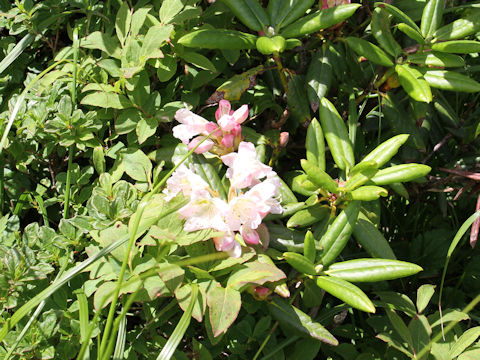 Rhododendron brachycarpum