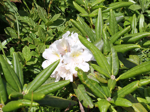 Rhododendron brachycarpum