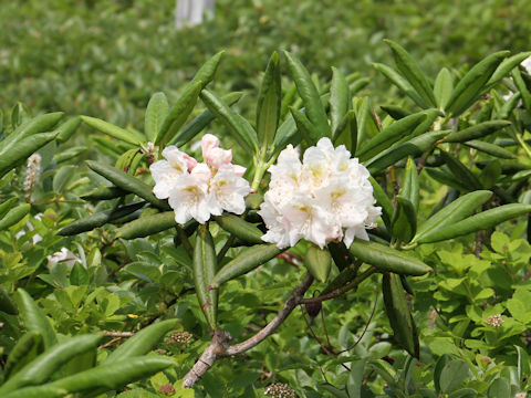 Rhododendron brachycarpum