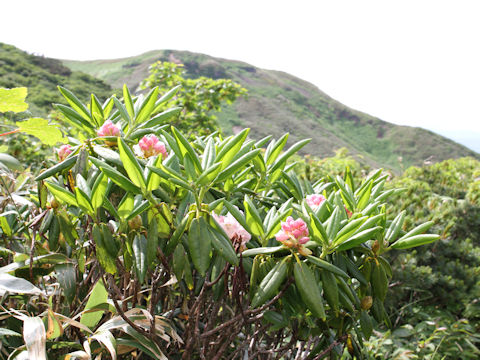 Rhododendron brachycarpum