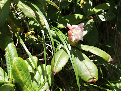 Rhododendron brachycarpum